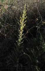Verbascum sinaiticum