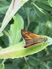 Ochlodes sylvanus