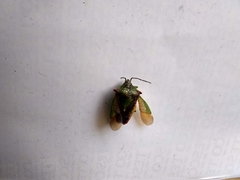 Acanthosoma haemorrhoidale