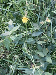 Vigna luteola