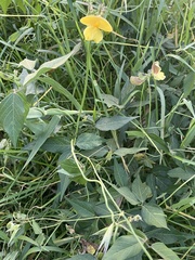 Vigna luteola