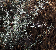 Noaea mucronata