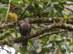 Patagioenas caribaea