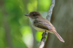 Myiarchus barbirostris