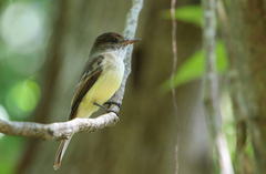 Myiarchus barbirostris