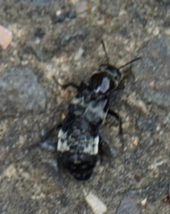 Creophilus maxillosus