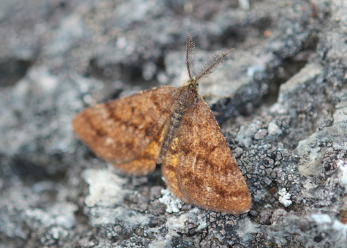 Cranberry Spanworm Moth photo 3