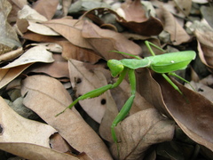 Hierodula patellifera
