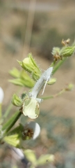 Salvia verbascifolia