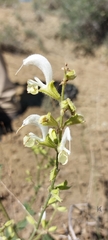 Salvia verbascifolia