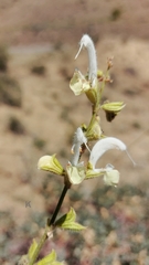 Salvia verbascifolia