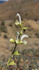 Salvia verbascifolia