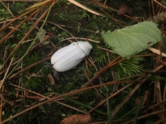 Cyphochilus crataceus