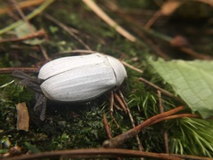 Cyphochilus crataceus