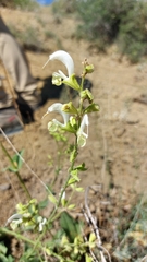 Salvia verbascifolia