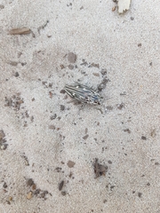 Chalcophora mariana