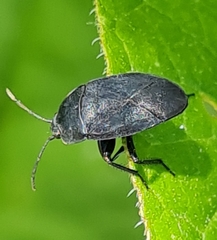 Aellopus atratus