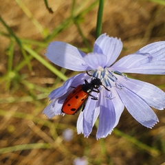 Mylabris quadripunctata