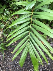 Dypsis lutescens