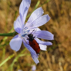 Mylabris quadripunctata