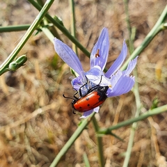 Mylabris quadripunctata