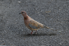 Streptopelia senegalensis