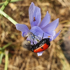 Mylabris quadripunctata