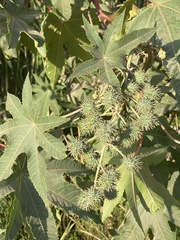 Ricinus communis