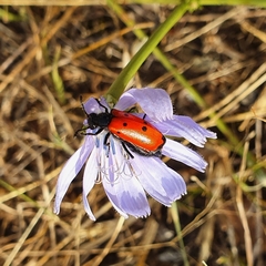 Mylabris quadripunctata