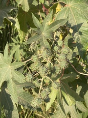 Ricinus communis