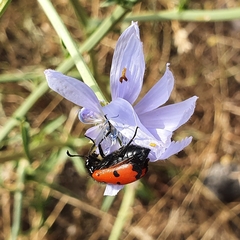 Mylabris quadripunctata