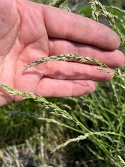 Poa arida