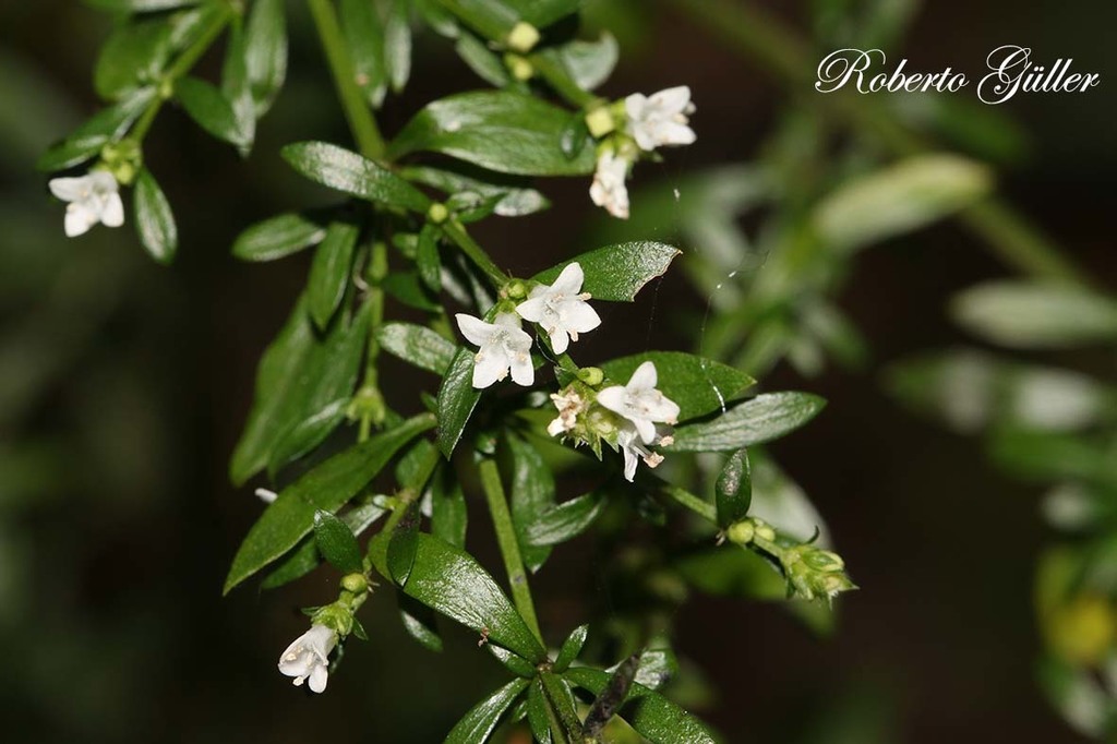 Galianthe brasiliensis