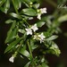 Galianthe brasiliensis - Photo (c) Roberto Guller, some rights reserved (CC BY-NC-ND), uploaded by Roberto Guller