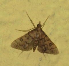 Steniini