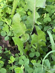 Pholisora