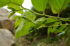 Hierodula patellifera