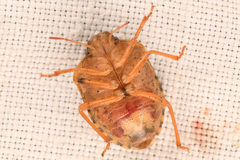 Holcostethus abbreviatus