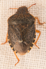 Holcostethus abbreviatus