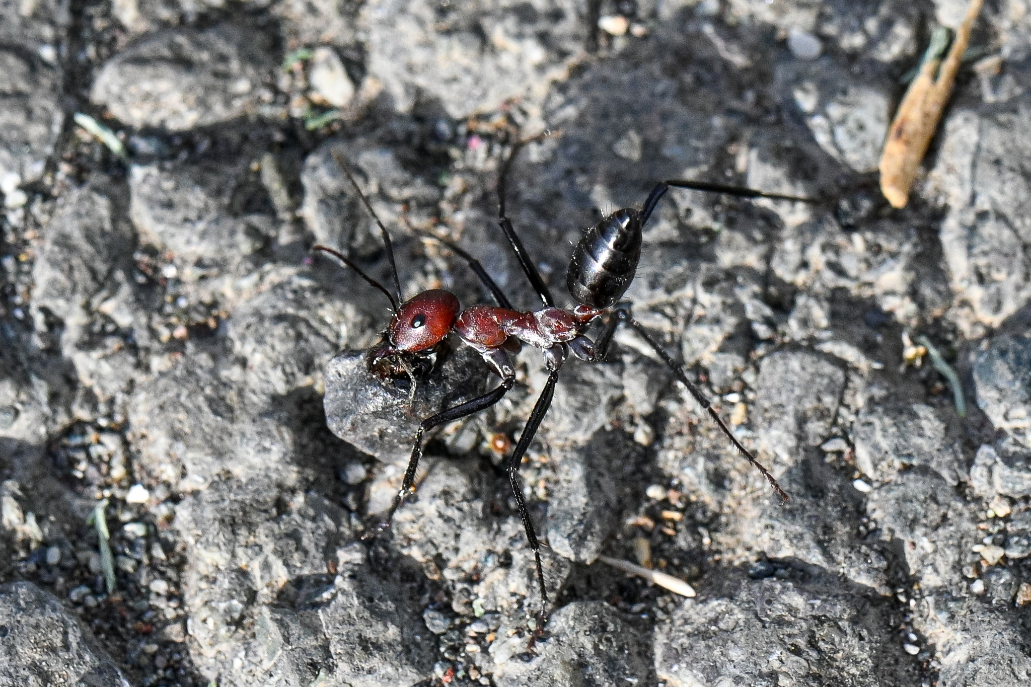 Cataglyphis nigripes
