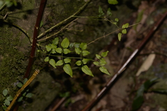 Jasminum singuliflorum