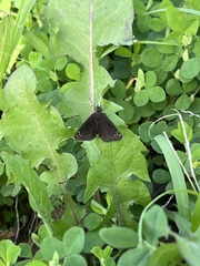Pholisora