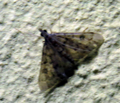 Steniini