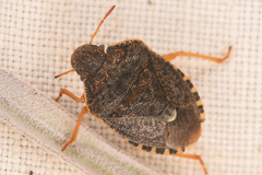 Holcostethus abbreviatus