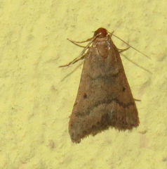 Bostra obsoletalis