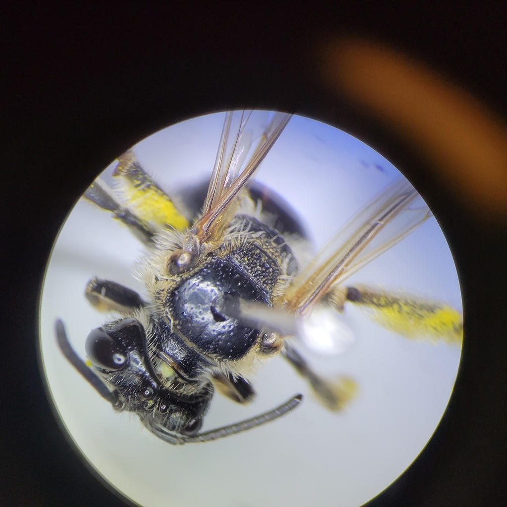 Nude Mining Bee