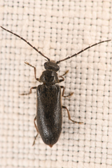 Artematopodidae