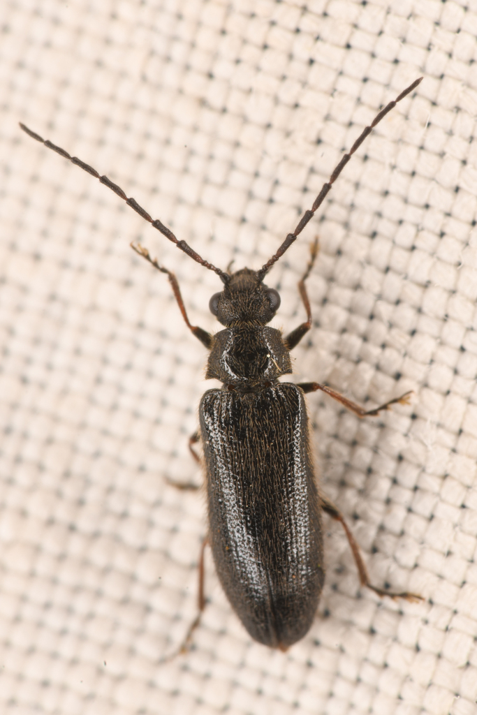 Pitchblack Soft-bodied Beetle