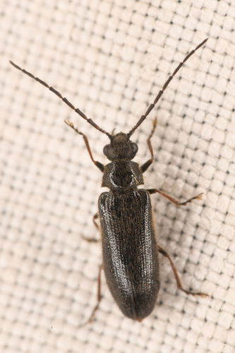 Pitchblack Soft-bodied Beetle