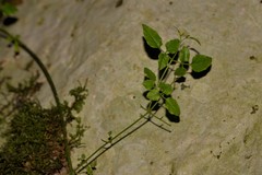 Jasminum singuliflorum